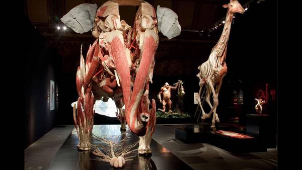 Animal-Inside-Natural-History-Museum_CLAIMA20150312_0076_27